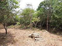 �F�����݂̂�̑� ���򌠕t����y�n�b�ɂ₩�ȌX�Ε����̂���܂�