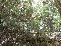 宇佐美みのりの村・売り土地|敷地の東側はやや緩やかな地勢です