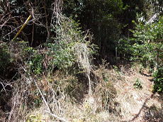 宇佐美みのりの村・売り土地|現況雑木林