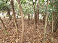 宇佐美みのりの村・売り土地|比較的平らな部分