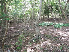 宇佐美みのりの村・売り土地|温泉権付き 上り傾斜地