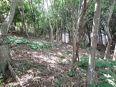 宇佐美みのりの村・売り土地|温泉権付き 現状雑木林