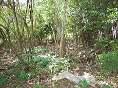 宇佐美みのりの村・売り土地|温泉権付き 陽当り良好