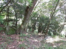 宇佐美みのりの村・売り土地|雑木林