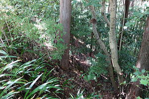 宇佐美みのりの村・売り土地|道路から下り傾斜地 宇佐美みのりの村・売り土地